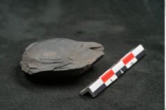Foto (Seitenansicht) von Cardiocarpus sp.  (NHMW-GEO-2024-0188-11146)